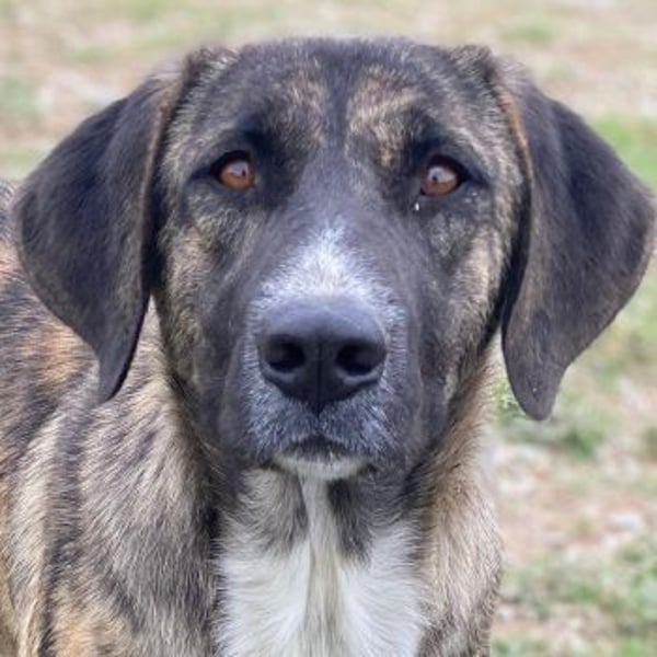 Tenera, geb. ca. 10/2024, lebt in GRIECHENLAND, im städt. Tierheim Serres