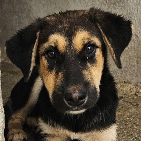 Elphaba, geb. ca. 07/2025, lebt in GRIECHENLAND, im städt. Tierheim Serres