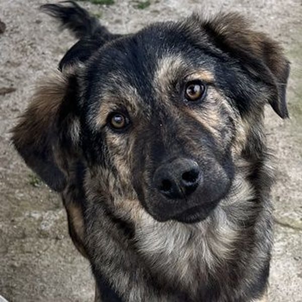 Nevik, geb. ca. 10/2024, lebt in GRIECHENLAND, auf einer privaten Pflegestelle