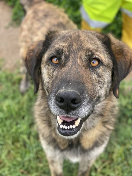 Theo, geb. ca. 04/2022, lebt in GRIECHENLAND, im städt. Tierheim Serres