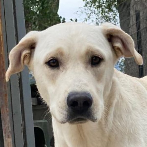 Miguel, geb. ca. 08/2024, lebt in GRIECHENLAND, im städt. Tierheim Serres