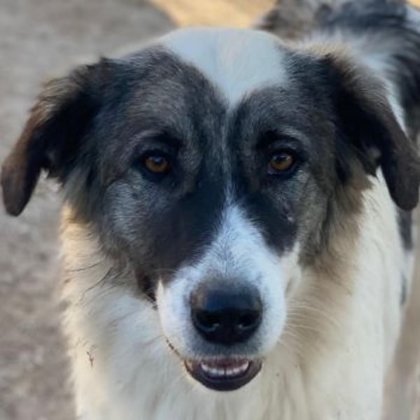 Ravli, geb. ca. 12/2024, lebt in GRIECHENLAND, im städt. Tierheim Serres