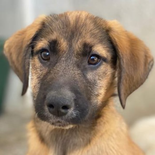 Maverick, geb. ca. 07/2025, lebt in GRIECHENLAND, im städt. Tierheim Serres