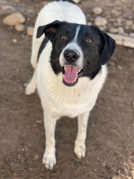 Grecco, geb. ca. 11/2022, lebt in GRIECHENLAND, im städt. Tierheim Serres