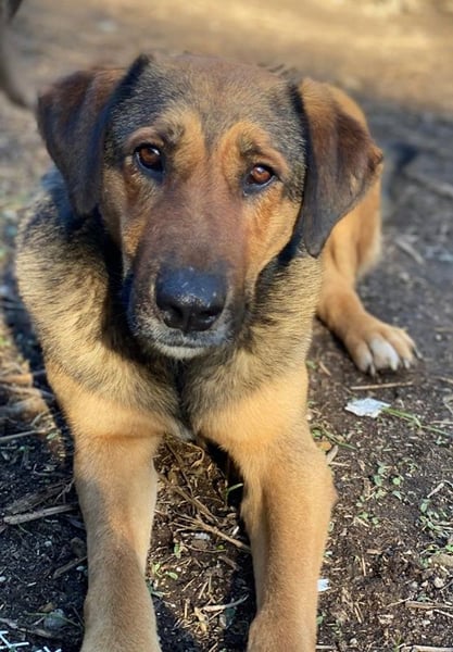 Rhea, geb. ca. 11/2021, lebt in GRIECHENLAND, auf einer privaten Pflegestelle