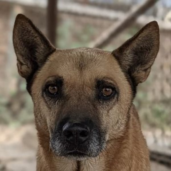 Diesel, geb. ca. 04/2022, lebt in GRIECHENLAND, im städt. Tierheim Serres