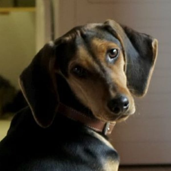 Solen, geb. ca. 04/2025, lebt bei einem Ehepaar in 79733 Görwihl