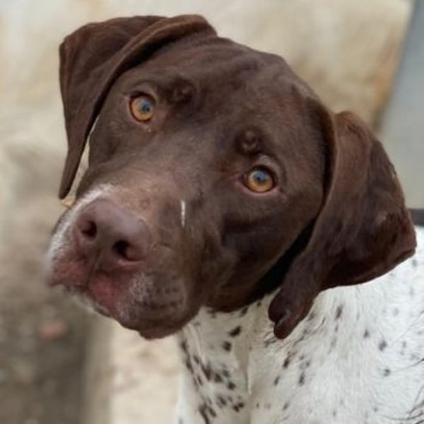 Areno, geb. ca. 08/2024, lebt in GRIECHENLAND, auf einer privaten Pflegestelle