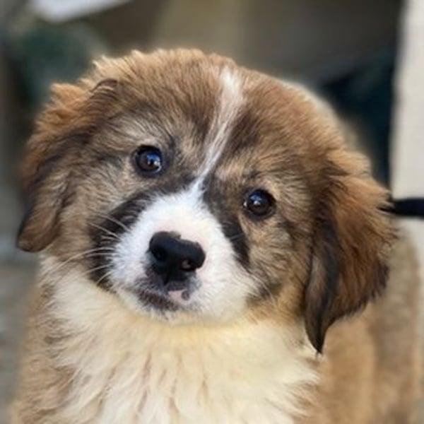 Suvi, geb. ca. 08/2025, lebt in GRIECHENLAND, im städt. Tierheim Serres