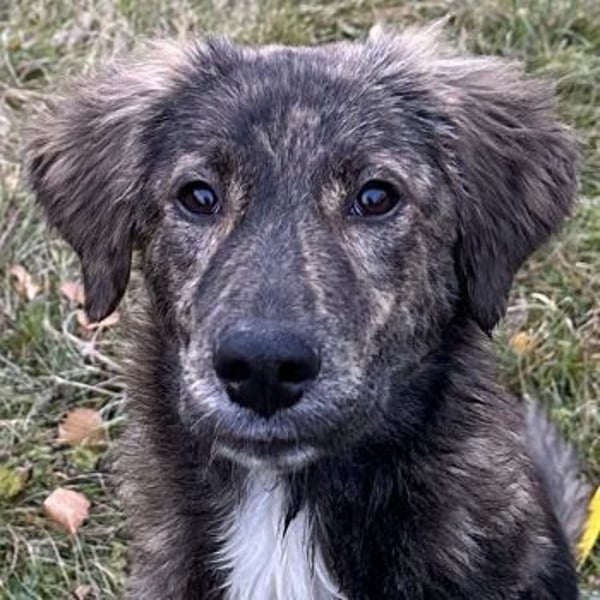 Kaya, geb. ca. 05/2025, lebt auf einer Pflegestelle in 95168 Marktleuthen