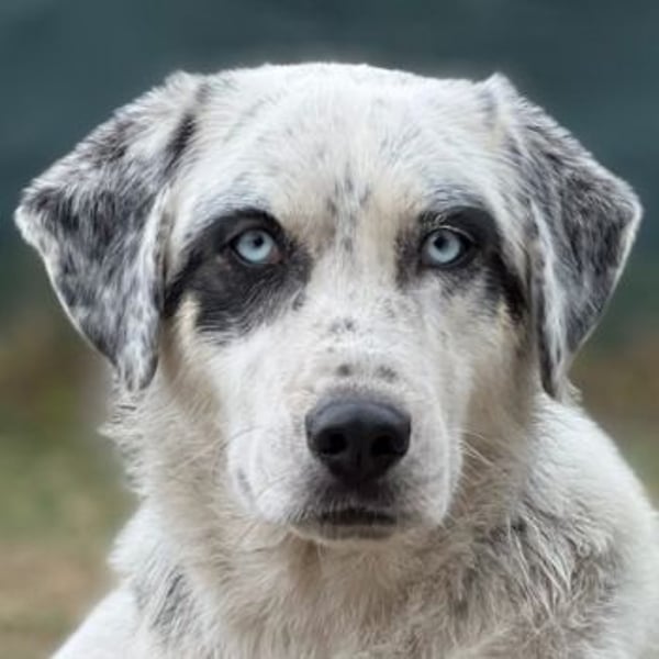 Snow, geb. ca. 06/2023, lebt auf einer Pflegestelle in 47652 Weeze