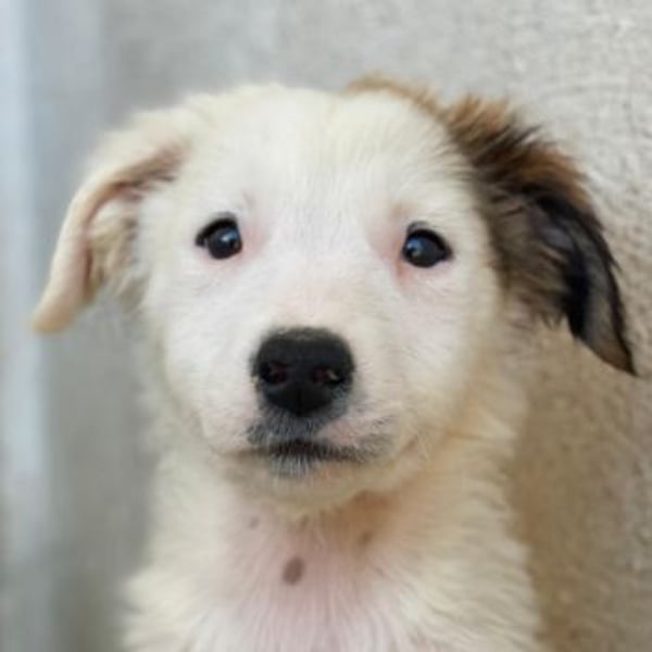 Luna, geb. ca. 07/2025, lebt in GRIECHENLAND, im städt. Tierheim Serres