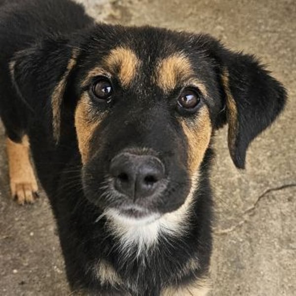 Glinda, geb. ca. 07/2025, lebt in GRIECHENLAND, im städt. Tierheim Serres