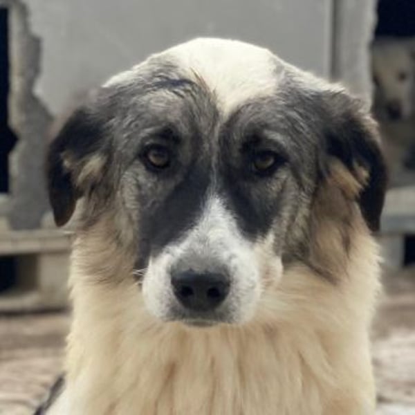 Ravli, geb. ca. 12/2024, lebt in GRIECHENLAND, im städt. Tierheim Serres