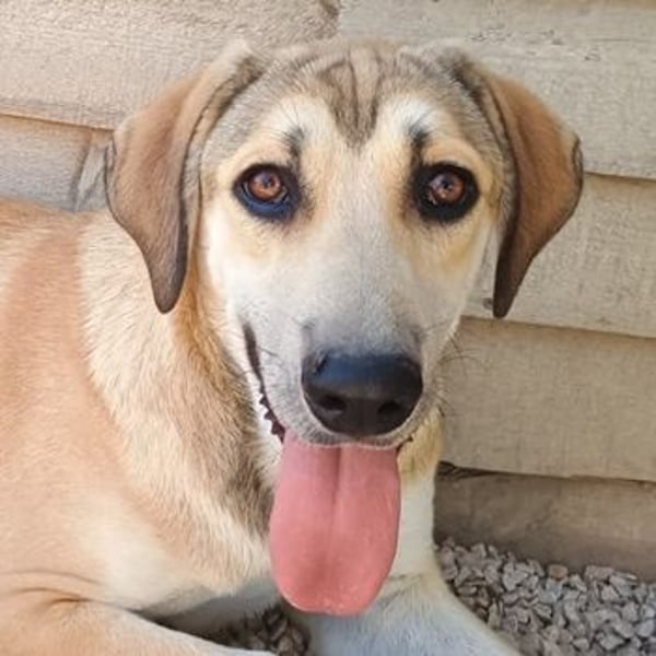 Angeliki, geb. ca. 12/2024, lebt in GRIECHENLAND, auf einer privaten Pflegestelle