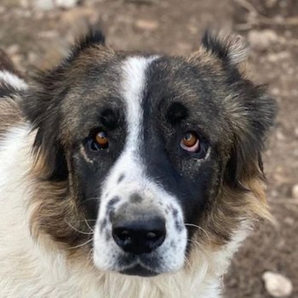 Marla, geb. ca. 06/2020, lebt in GRIECHENLAND, im städt. Tierheim Serres