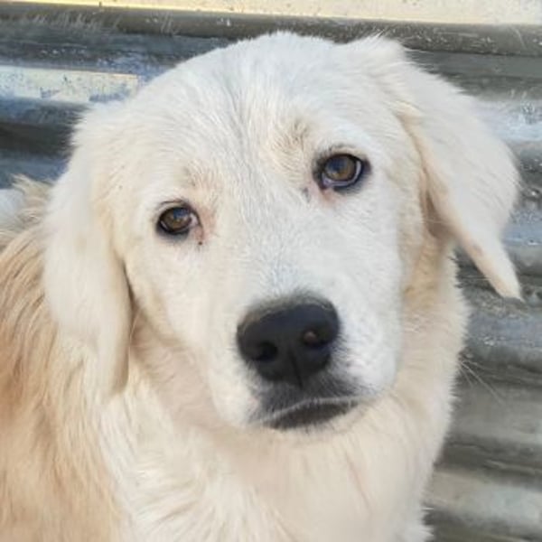 Havoc, geb. ca. 03/2025, lebt in GRIECHENLAND, auf einer privaten Pflegestelle