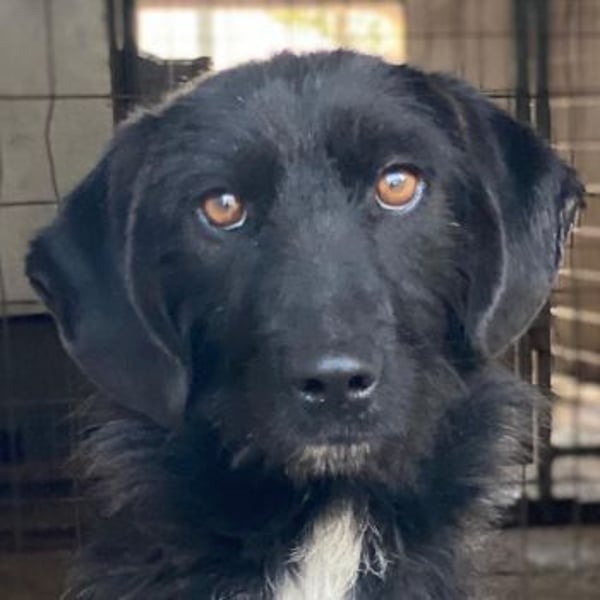 Erebus, geb. ca. 01/2025, lebt in GRIECHENLAND, im städt. Tierheim Serres