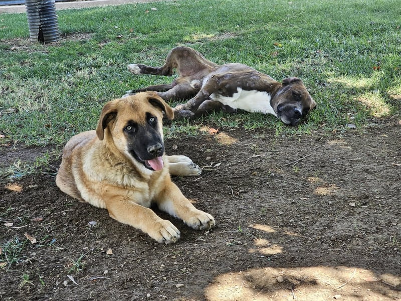 BOLITA ❤️ pure Zuneigung, Pflegefamilie Mülheim adR