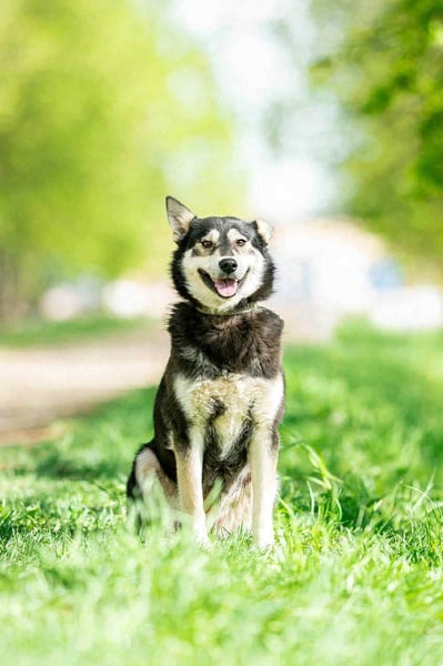 Fröhliche Lina sucht liebevolles Zuhause