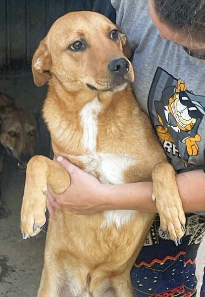Herzensbrecher und Sunnyboy „Sancho“ - sucht seine Familie