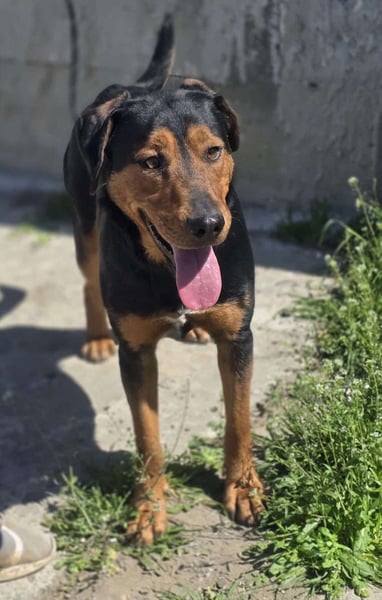 Mike – ein Vierbeiner mit WOW Effekt