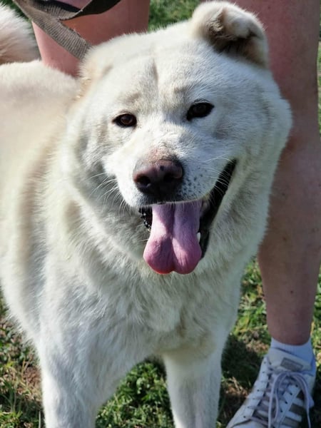 Zuzu, geboren 01.01.2018, 59cm sucht ihre Menschen
