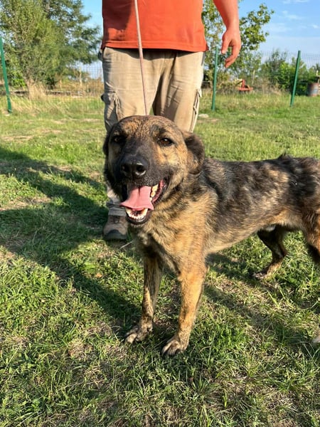 Samy, geboren 05.08.2022, 56cm sucht sein Zuhause