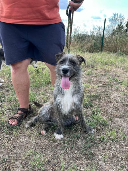Freddy, geboren 01.09.2024, 54cm sucht sein seine Menschen