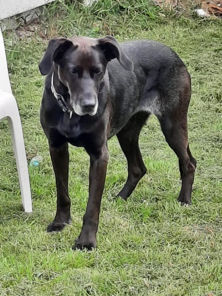 Dolly, geboren 30.12.2015, 60cm sucht ihr Zuhause (auf Pflegestelle in Deutschland)