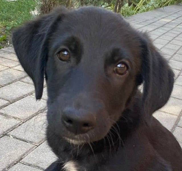 Goldiger Atlas sucht seine Menschen