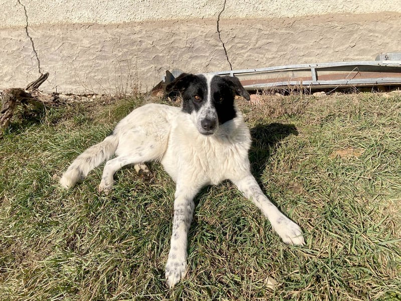 Große Monnie sucht passendes Körbchen