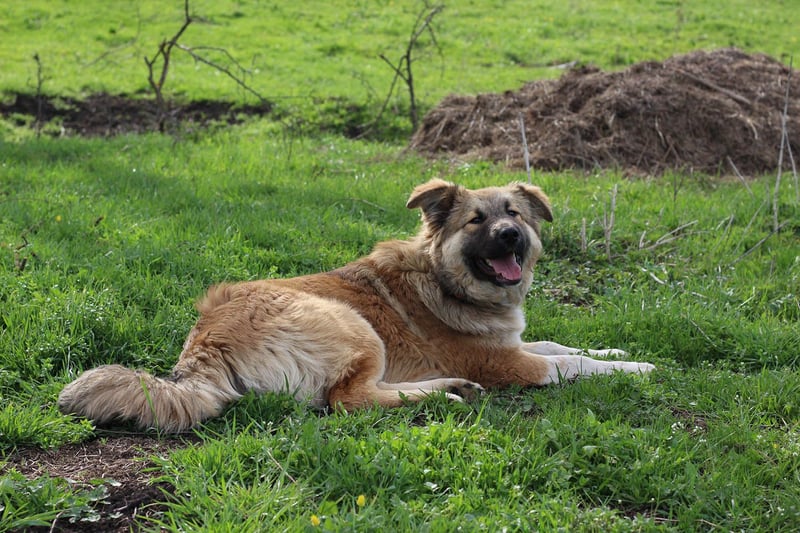 Knuffige Arika sucht ihre eigene Familie