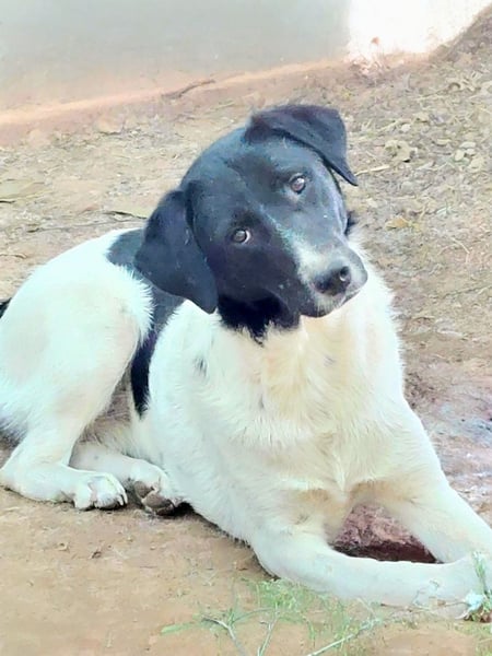 Anka sucht ihr Forever Home!