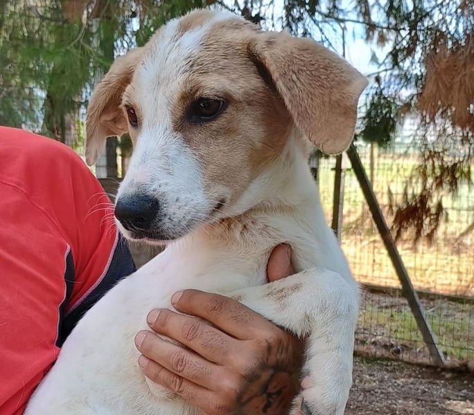 ALTEA - die den Namen einer spanischen Stadt trägt