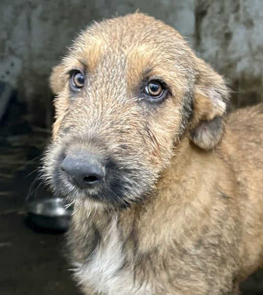 Bluey - auf der Suche nach seiner Familie