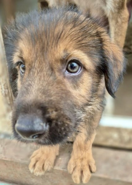 Bluey - auf der Suche nach seiner Familie