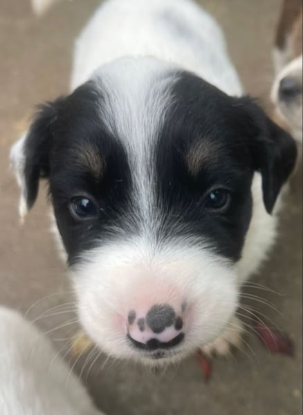 Welpenmädchen Bommel sucht ihre Menschen