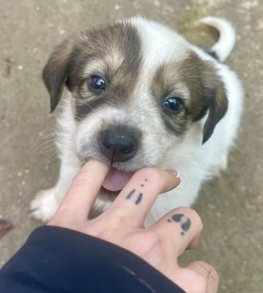 Die süße Nelly möchte so gerne ein Zuhause in D!