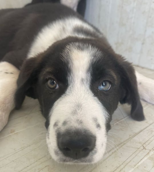 Cassie - freundlich, sanft, liebevoll, verspielt