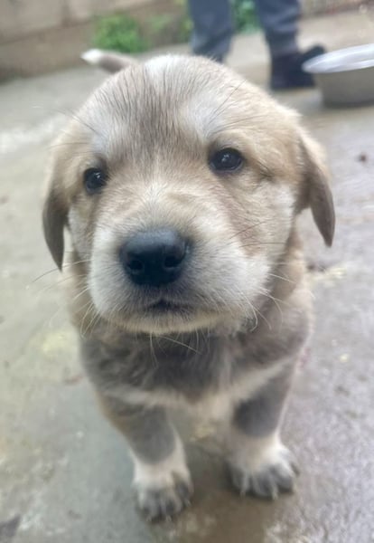 Bei wem darf Welpenbub Finley einziehen?