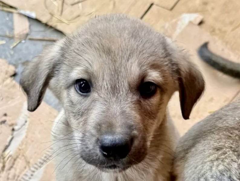 Pauli - liebevoller Welpe sucht Familie (deutschlandweit)