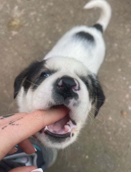 Wer verliebt sich in die süße Stella?