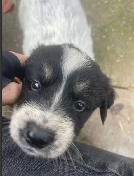 Welpenmädchen Phoebe sucht ihre Familie!