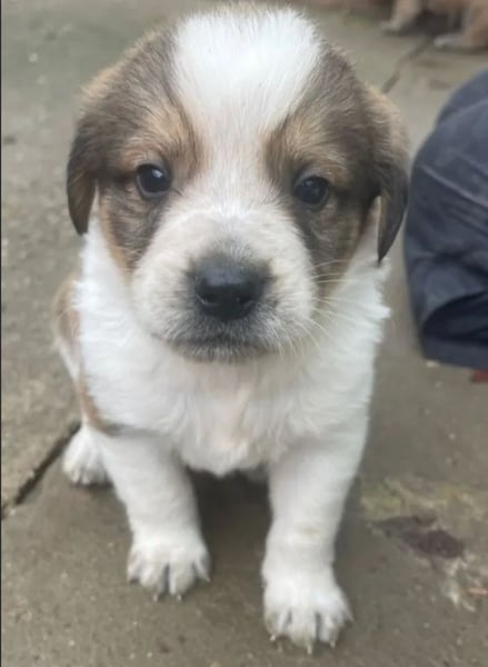 Welpenalarm: Wer hat ein Körbchen für Nuggets?