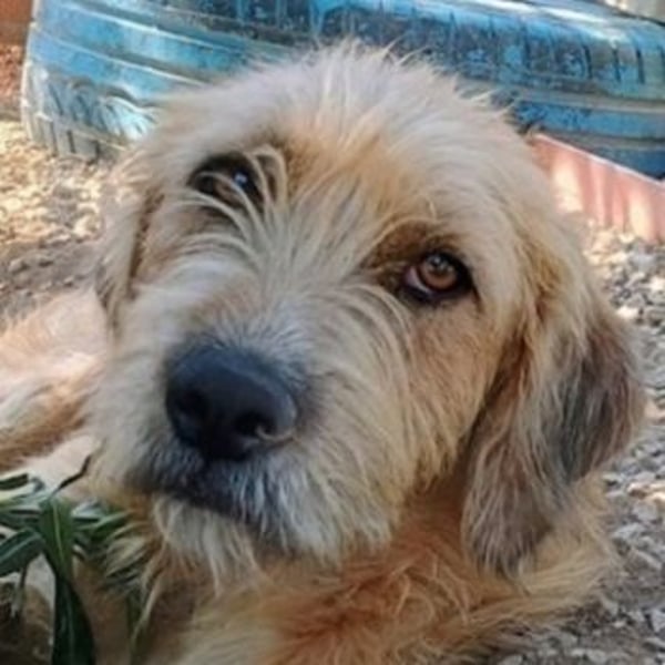 Sid, geb. ca. 08/2022 , lebt in GRIECHENLAND, auf einer privaten Pflegestelle