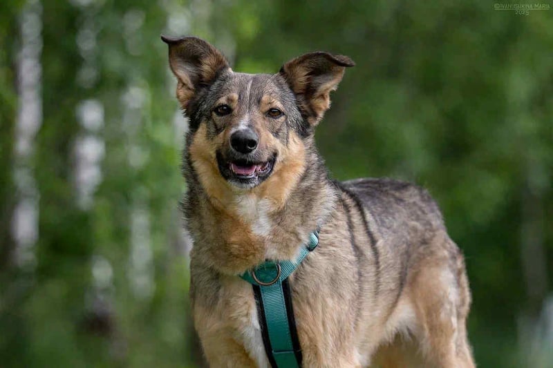 Ruhiges Zuhause für Najda gesucht