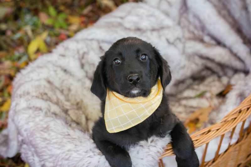 Welpe NEO - der kleine Racker freut sich so sehr auf seine eigene Familie!