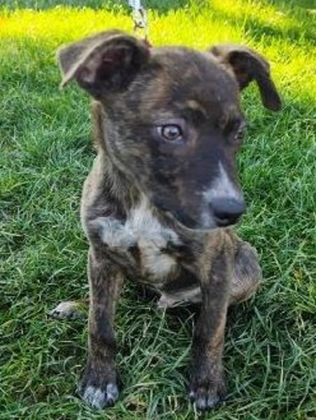 Welpe PIRIO - der fröhliche kleine Racker möchte mit seinen Menschen die Welt entdecken