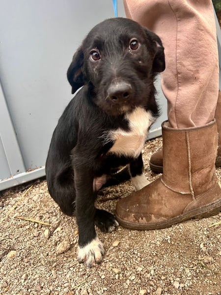 Welpe PAULI - der verspielte und aktive Welpe freut sich auf Menschen, die ihm die Welt zeigen!